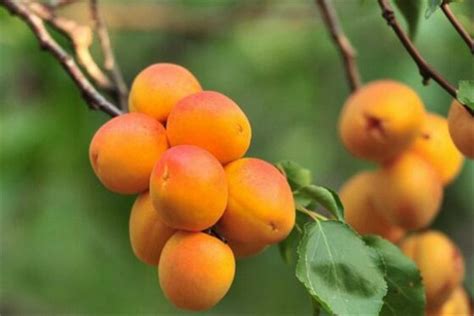 世界十大最酸的水果 百香果上榜，油柑酸到让你怀疑人生-第一排行网