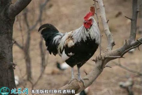 广西三黄鸡图片品种介绍 - 三农百科 - 蛇农网