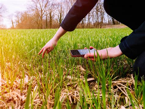 年轻农业名农业女生物学家在的春日视察小麦作物收成高清图片下载-正版图片503222141-摄图网