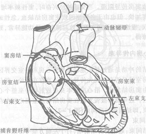 三 心脏的传导系统-心律失常诊疗-医学