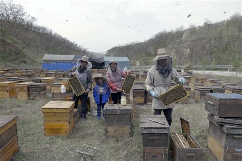 养蜂人控制蜂场和蜜蜂高清图片下载-正版图片503418809-摄图网