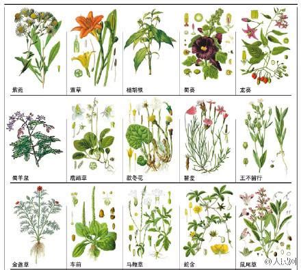 农村常见的8种新鲜草药，看看你见过多少种？