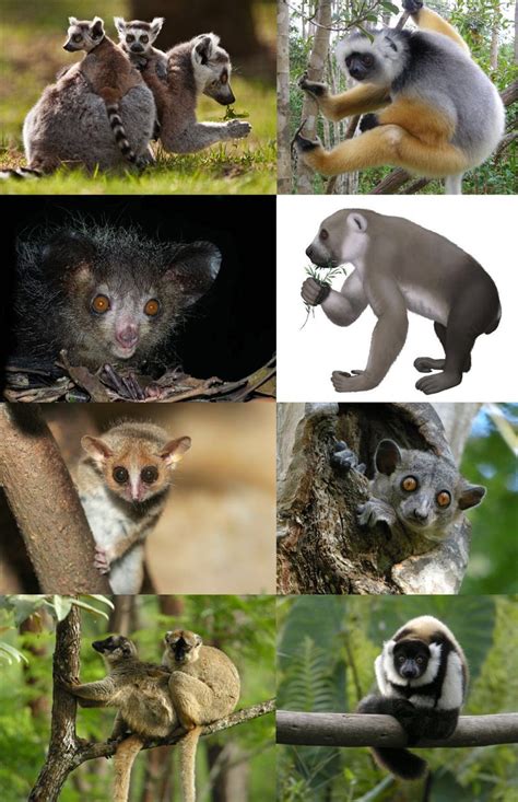 马达加斯加：每只狐猴都有户口 享受国家津贴_凤凰旅游