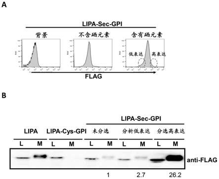 Science子刊丨败毒梭菌α-毒素通过与 GPI 锚定蛋白结合来激活 NLRP3炎症小体 - 知乎
