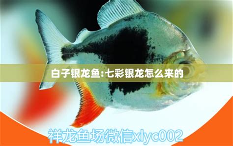 白子银龙鱼:七彩银龙怎么来的 - 银龙鱼 - 龙鱼批发|祥龙鱼场(广州观赏鱼批发市场)