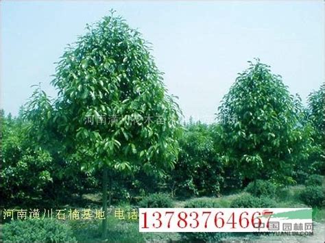 扬州绿化养护一般多少钱 上海知博绿化养护供应价格_厂家_图片-淘金地
