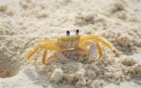 小螃蟹图片-蓝色海边白色沙滩上张开蟹钳的螃蟹素材-高清图片-摄影照片-寻图免费打包下载