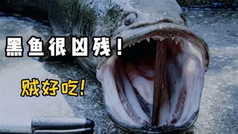 河中巨怪：咱们眼中好吃的黑鱼，在老外眼中却是可怕的入侵物种_高清1080P在线观看平台_腾讯视频