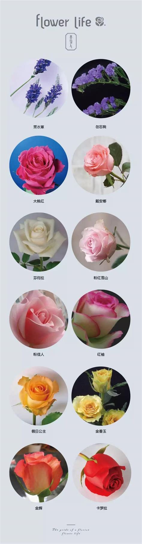 常见花名称及图片大全(常见花类图片名称和花语) - 养花经验