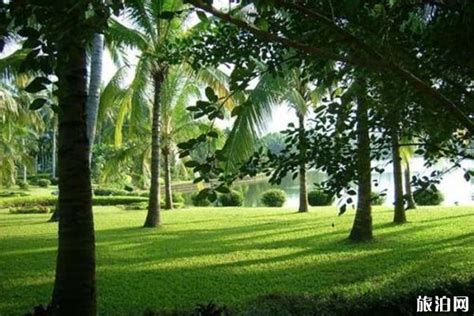 热带观赏植物50种名字,热带树种图片及名称,适合家里养的热带植物_大山谷图库