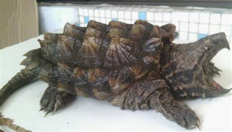 地球上最凶残的乌龟, 号称龟中霸王龙, 现存最古老的爬行动物