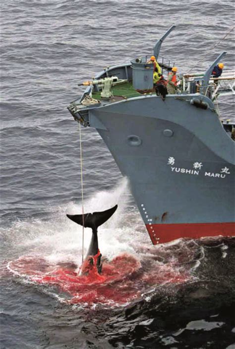 日本商业捕鲸船捕获1430吨鲸肉回港 下月上市开售|日本_新浪新闻