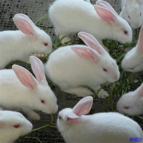 养兔知识有哪些，每天喂养几次 - 农敢网