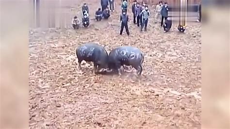 贵州精彩斗牛赛事，斗牛我就服丹寨的这个农村，牛王们个个身怀绝技_腾讯视频