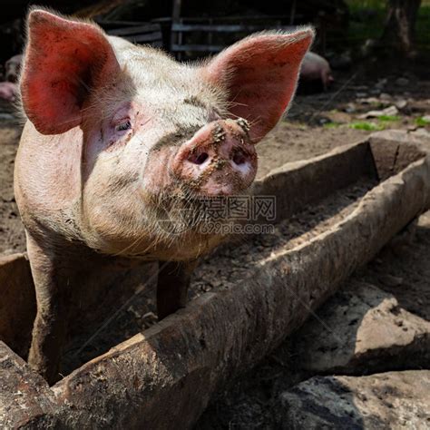 猪圈里有马槽的猪高清图片下载-正版图片504386717-摄图网