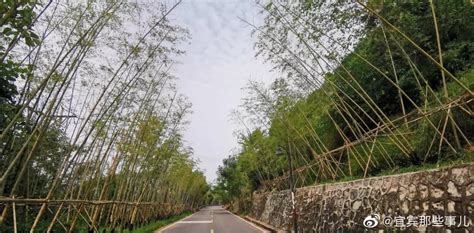 宜宾龙头山竹生态文化主题公园已完成25万株竹子种植|博物馆|园林|竹子_新浪新闻