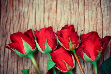 红玫瑰花是浪漫爱情的概念与象征高清图片下载-正版图片305916768-摄图网
