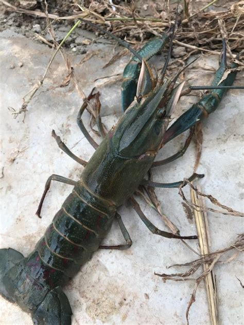 厂家直营海南保种澳洲淡水龙虾种苗2-3公分 十周年庆 专业澳龙-阿里巴巴