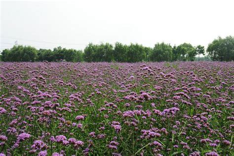马鞭草的功效与作用-花卉百科-绿宝园林网