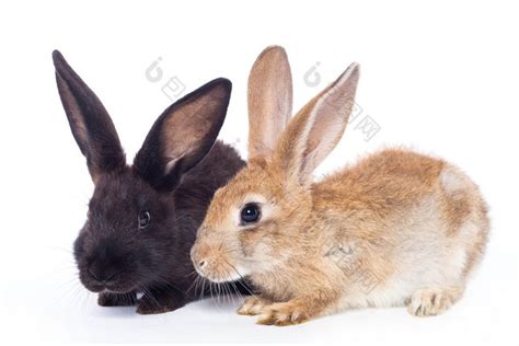 两只兔子-包图企业站