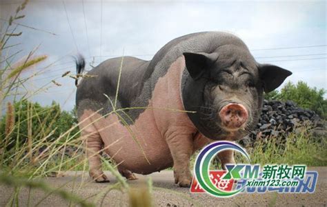 新鲜事儿原本饲养的一只小宠物猪，竟神奇般地长到了280斤实为金华猪 社区资讯 海淀北部便民平台