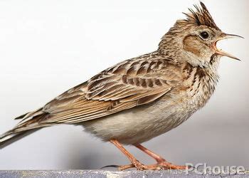 云雀 Eurasian Skylark - 常州野鸟会