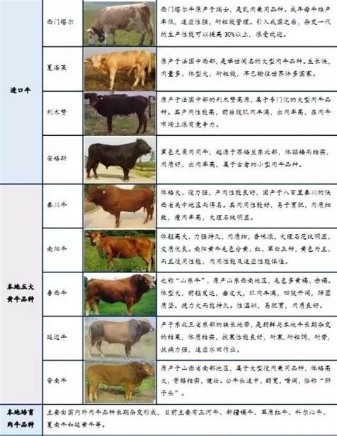 贵州牛苗价格 怀孕牛价格 西门塔尔牛 小公牛 育肥牛 繁殖牛 吉林四平-食品商务网