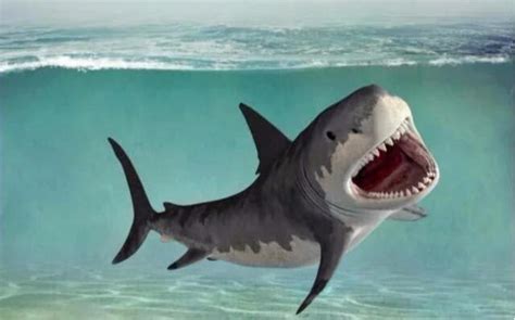 鲨鱼为什么不吃海豚的真实原因（其实不少人都误解了） - 胖萌舍宠物网