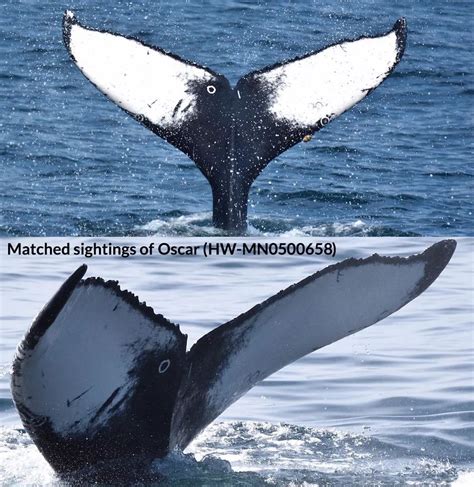 鲸鱼三维模型带绑定C4D工程文件绑定鲸鱼模型 626CG资源站_626CG资源站