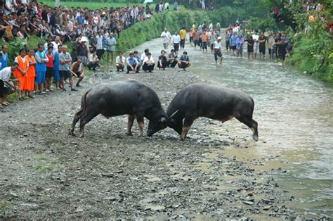 贵州农村举办斗牛比赛引数万人围观，村民：友谊赛，无奖励_凤凰网视频_凤凰网