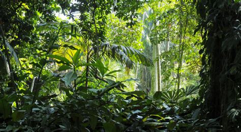 亚洲热带雨林——印度-马来雨林群系__凤凰网