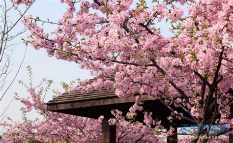 樱花花语是什么含义 樱花在中国的寓意是什么_万年历