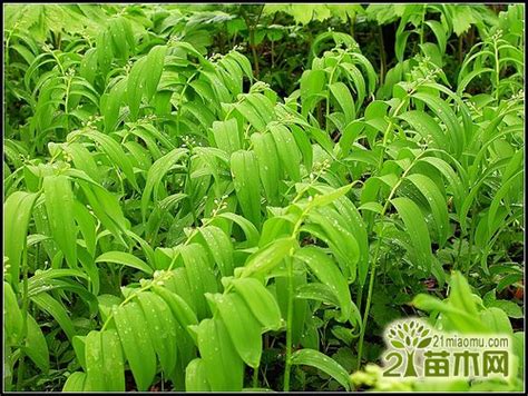 玉竹的主要品种有哪些 玉竹常见品种介绍_爱花网