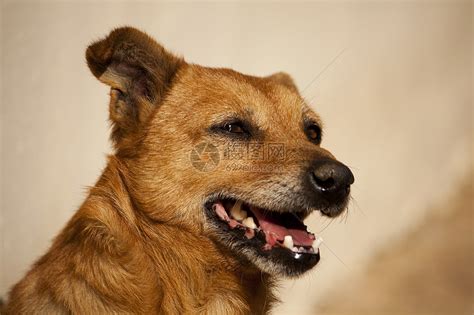 牙狗图片