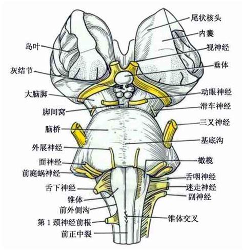 脑干结构图图片