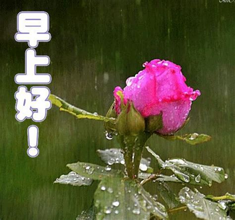 雨天早上好图片