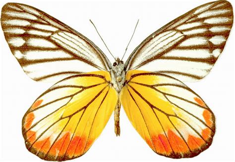 蝴蝶结构 - 业百科