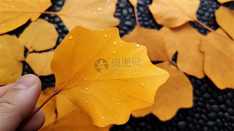 秋天金黄的落叶高清图片下载-正版图片600553973-摄图网