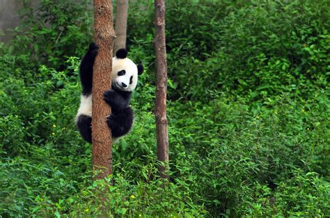 国宝熊猫的简介-