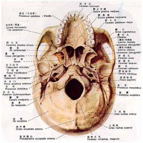 图22 新生儿颅骨(上面观)-人体解剖-医学