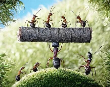 蚁巢藏了多少“机关”？人类在盖房子方面，还真得学学蚂蚁！