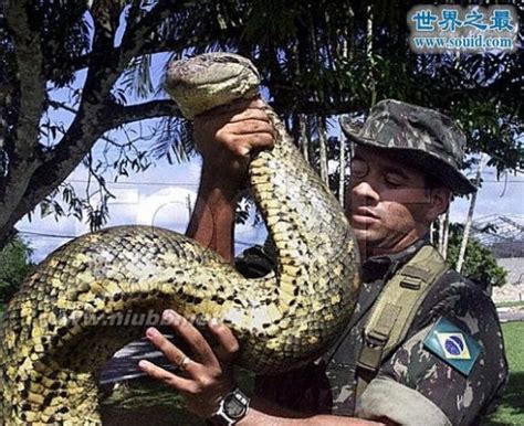 世界十大最长的蛇-排行榜123网