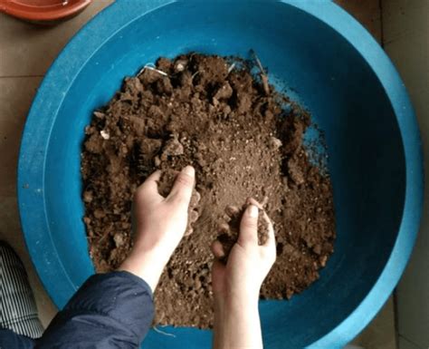 腐叶土的制作方法，腐叶土养花的好处有哪些 - 花晓网