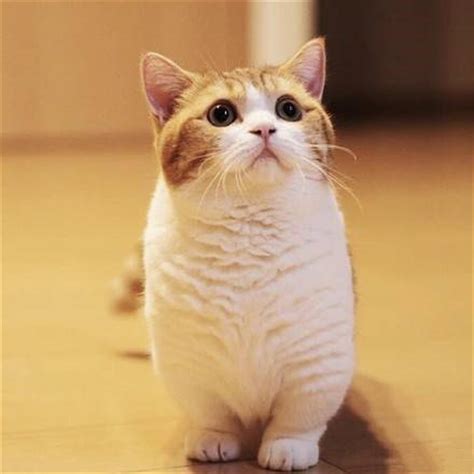 猫猫图片