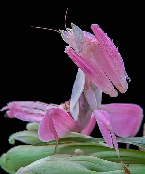 兰花螳螂：形如兰花，灿烂芳华