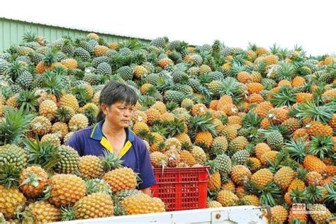 台湾省菠萝进入量产季节，外销不畅、内需乏力导致价格崩盘[图]_智研咨询