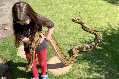 与蛇同住！国外7岁女孩与蟒蛇朝夕相处成好友