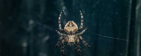 梦见蜘蛛是什么意思周公解梦 - 解梦命理 - 微文网