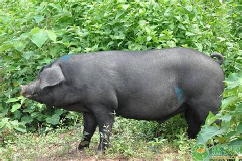中国地方猪品种介绍 - 惠农网