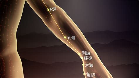 手太阴肺经经络图图片 手太阴肺经经络图图片